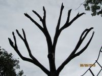 Makena Shower branches